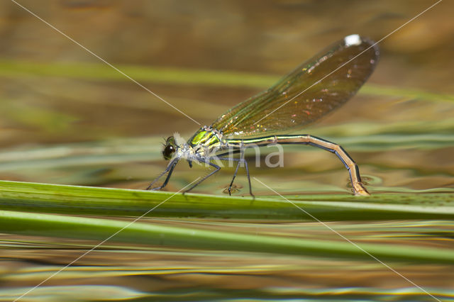 Weidebeekjuffer (Calopteryx splendens cretensis)