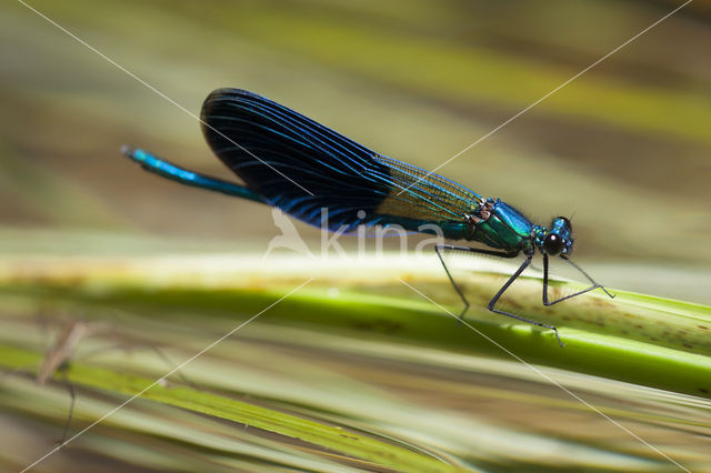 Weidebeekjuffer (Calopteryx splendens cretensis)