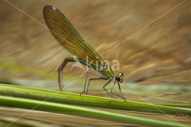 Banded Demoiselle (Calopteryx splendens cretensis)