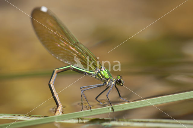 Banded Demoiselle (Calopteryx splendens cretensis)