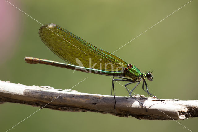 Weidebeekjuffer (Calopteryx splendens cretensis)