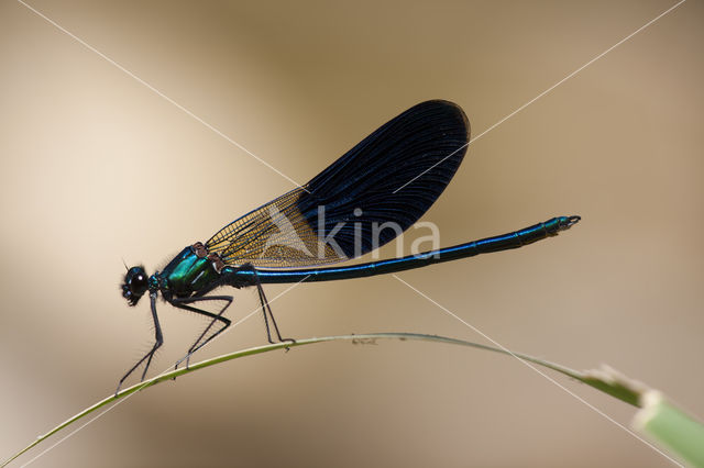 Weidebeekjuffer (Calopteryx splendens cretensis)