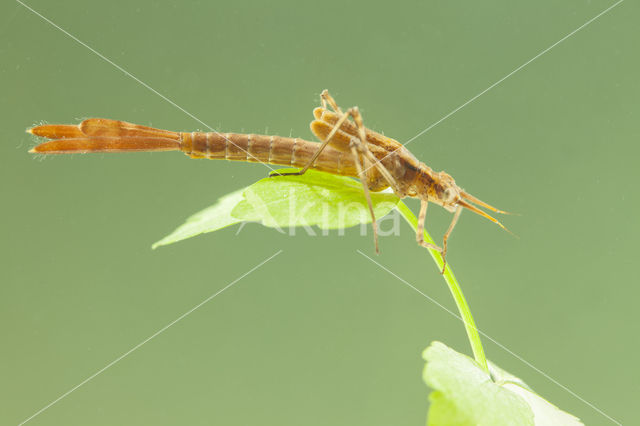 Weidebeekjuffer (Calopteryx splendens cretensis)