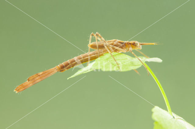 Weidebeekjuffer (Calopteryx splendens cretensis)