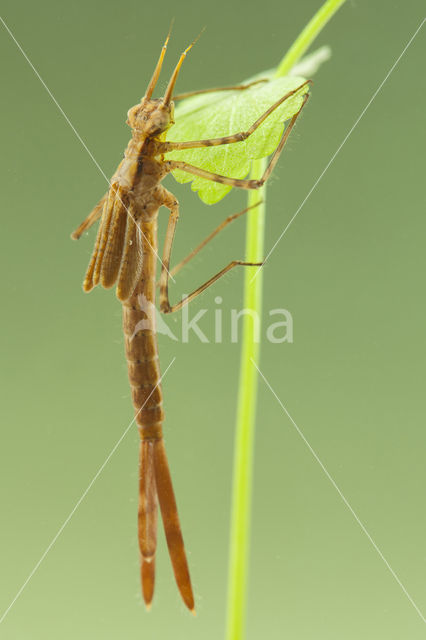 Banded Demoiselle (Calopteryx splendens cretensis)