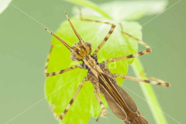 Weidebeekjuffer (Calopteryx splendens cretensis)