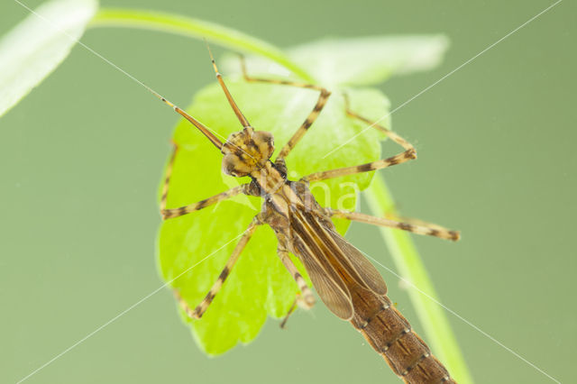 Banded Demoiselle (Calopteryx splendens cretensis)