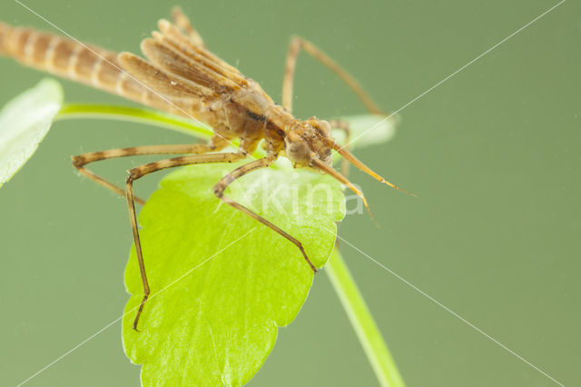 Weidebeekjuffer (Calopteryx splendens cretensis)