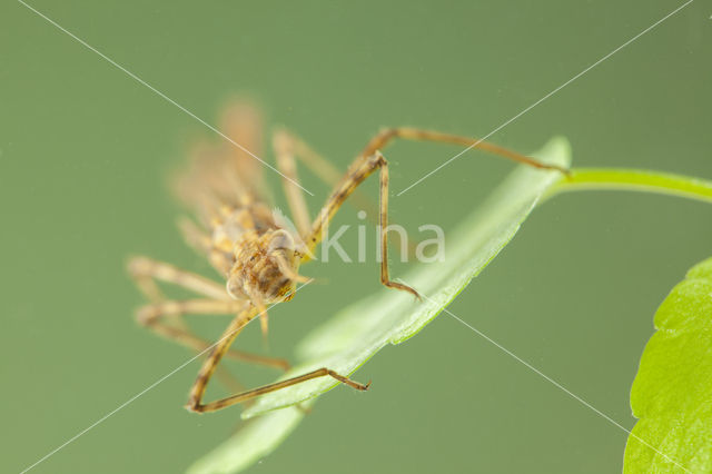 Weidebeekjuffer (Calopteryx splendens cretensis)