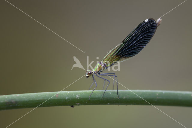 Banded Demoiselle (Calopteryx splendens faivrei)