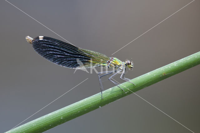 Banded Demoiselle (Calopteryx splendens faivrei)