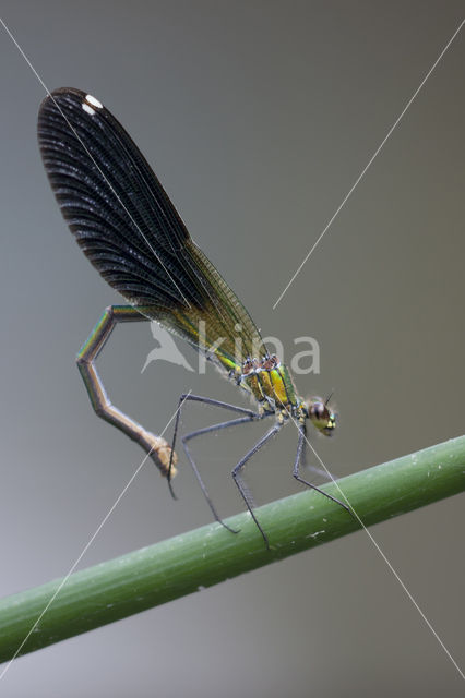 Banded Demoiselle (Calopteryx splendens faivrei)