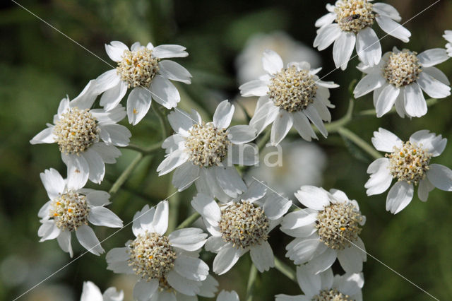 Wilde bertram (Achillea ptarmica)