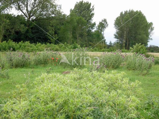 Wilde kruisdistel (Eryngium campestre)