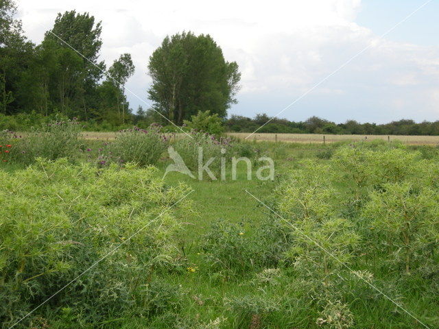 Wilde kruisdistel (Eryngium campestre)