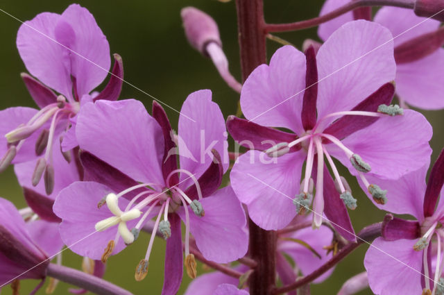 Wilgeroosje (Chamerion angustifolium)