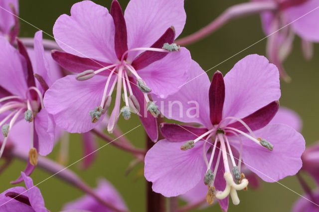 Wilgeroosje (Chamerion angustifolium)