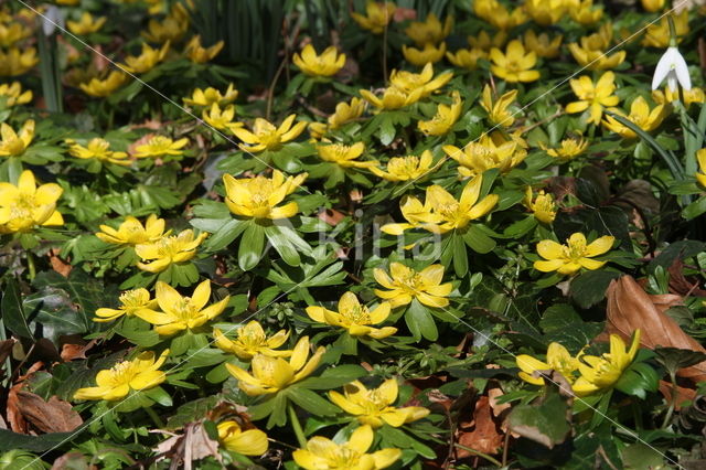 Winter Aconite (Eranthis hyemalis)