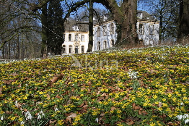 Winter Aconite (Eranthis hyemalis)