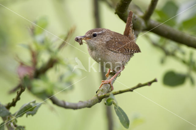 Winterkoning (Troglodytes troglodytes)