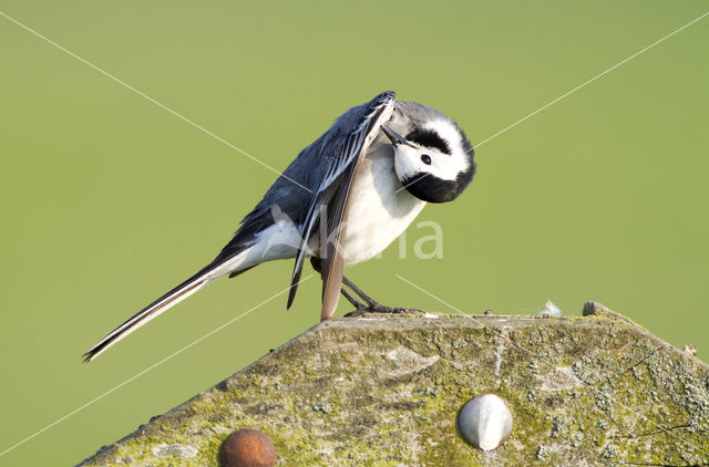 Witte Kwikstaart (Motacilla alba)