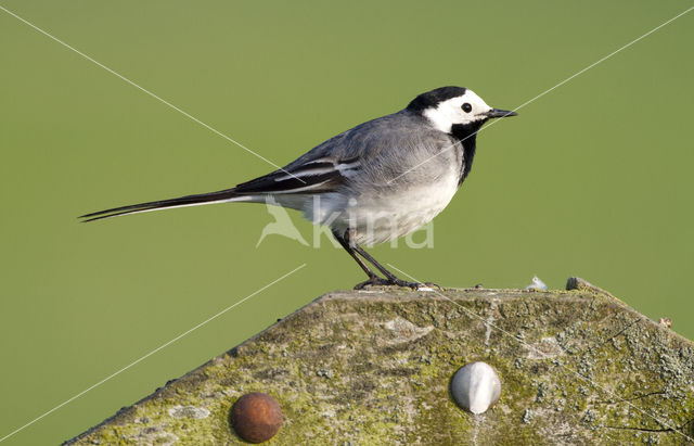 Witte Kwikstaart (Motacilla alba)