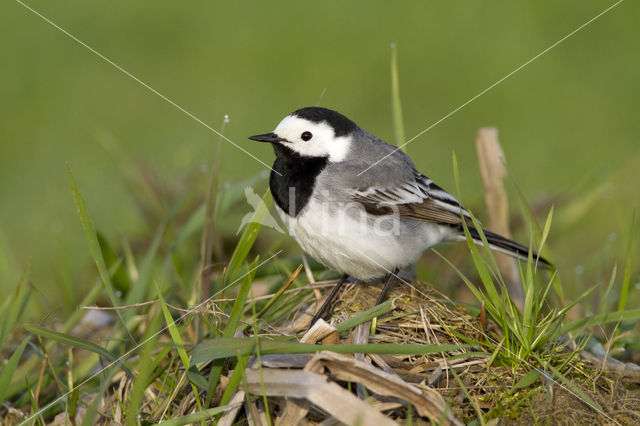 Witte Kwikstaart (Motacilla alba)