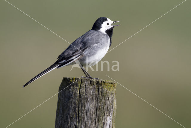 Witte Kwikstaart (Motacilla alba)