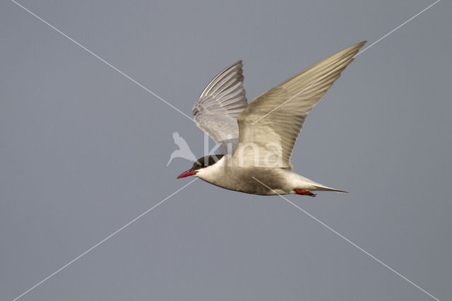 Whiskered Tern (Chlidonias hybridus)