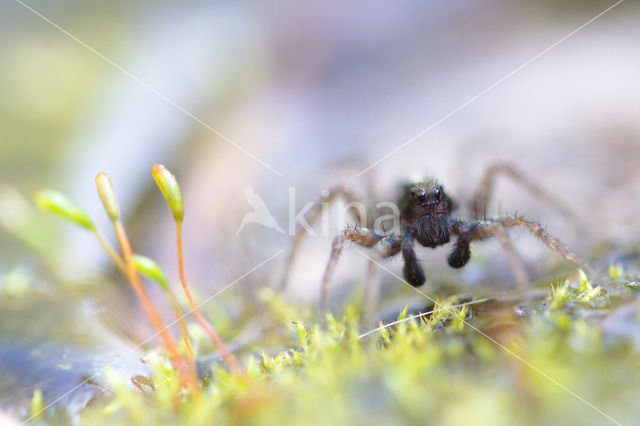 Wolfspider (Pardosa spec.)