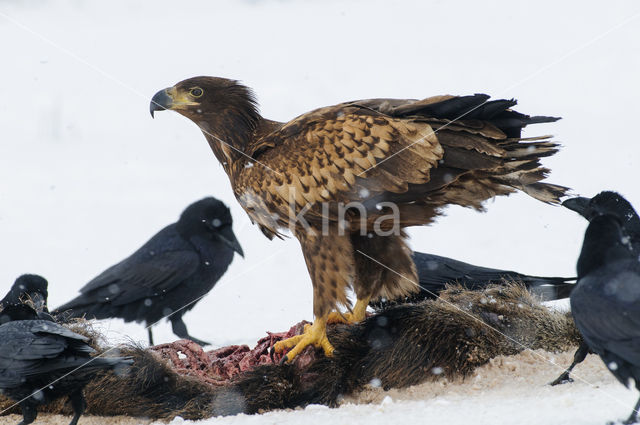 Zeearend (Haliaeetus albicilla)