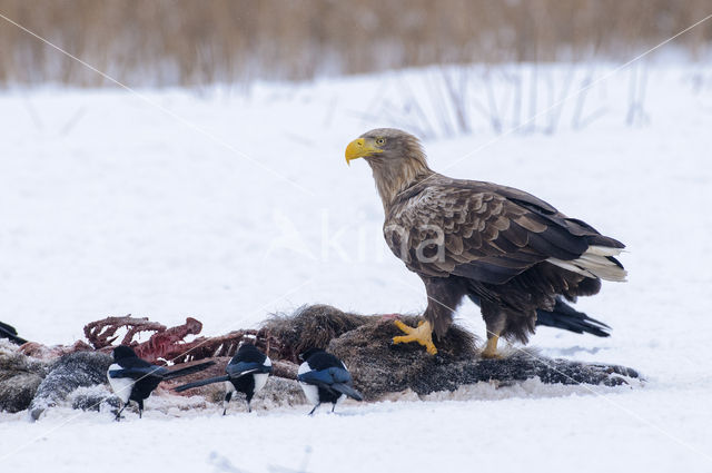 Zeearend (Haliaeetus albicilla)