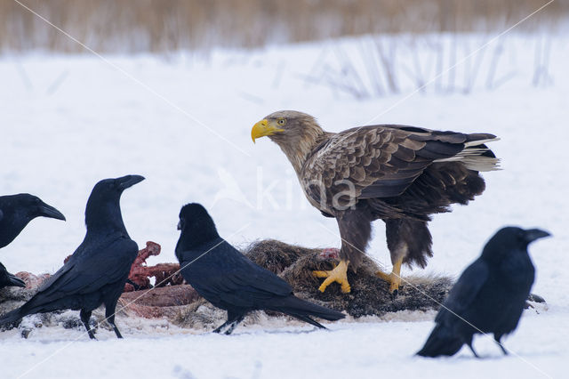 Zeearend (Haliaeetus albicilla)