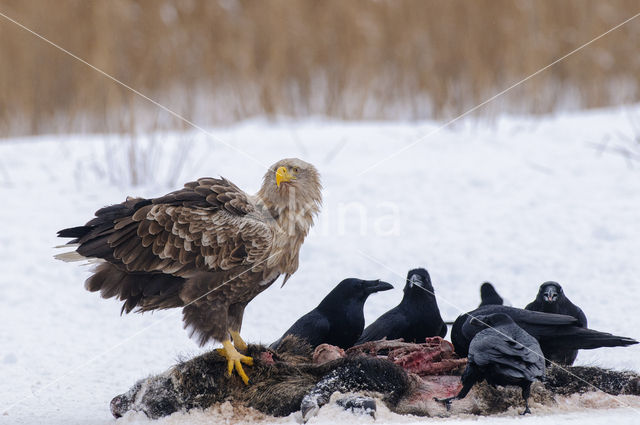 Zeearend (Haliaeetus albicilla)