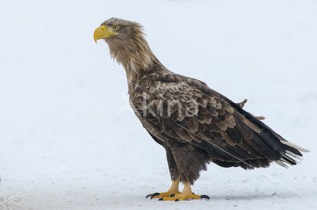 Zeearend (Haliaeetus albicilla)