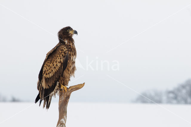 Zeearend (Haliaeetus albicilla)