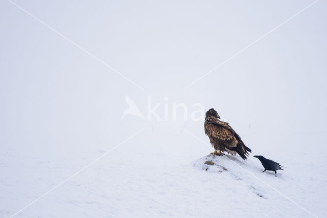 White-tailed Sea Eagle (Haliaeetus albicilla)