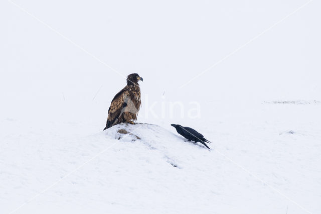 White-tailed Sea Eagle (Haliaeetus albicilla)