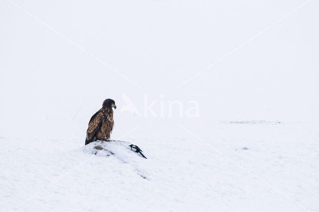 Zeearend (Haliaeetus albicilla)