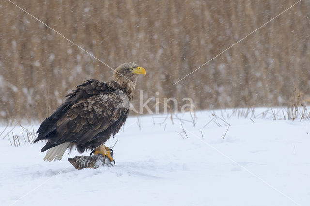 Zeearend (Haliaeetus albicilla)