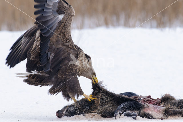 Zeearend (Haliaeetus albicilla)