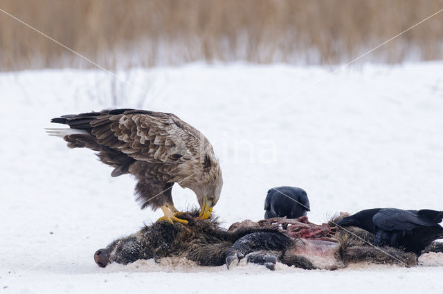 Zeearend (Haliaeetus albicilla)