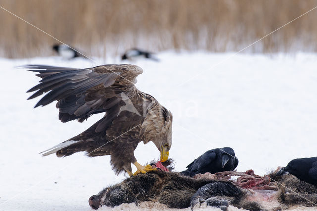 Zeearend (Haliaeetus albicilla)