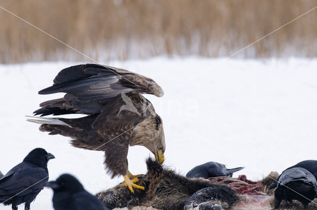 Zeearend (Haliaeetus albicilla)