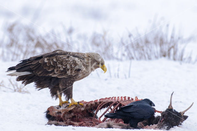 Zeearend (Haliaeetus albicilla)