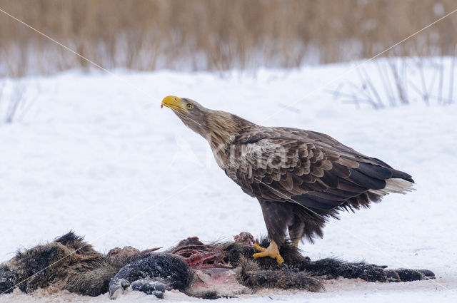 Zeearend (Haliaeetus albicilla)