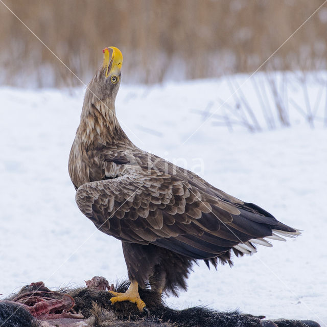 Zeearend (Haliaeetus albicilla)