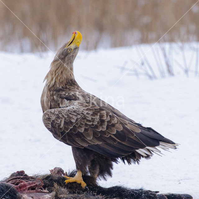 Zeearend (Haliaeetus albicilla)