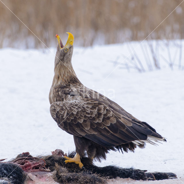 Zeearend (Haliaeetus albicilla)