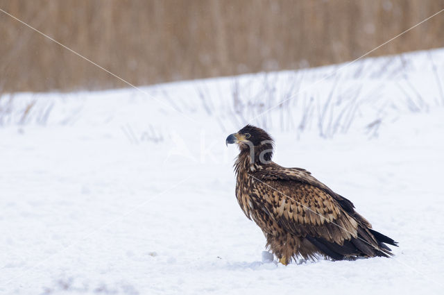 Zeearend (Haliaeetus albicilla)